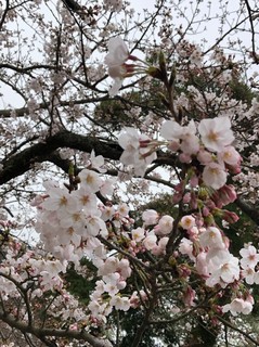 てらつど_190401_0023.jpg
